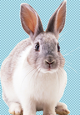 可爱的大耳朵兔子免抠png透明图层素材