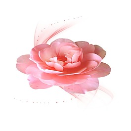 粉色渐变花朵元素