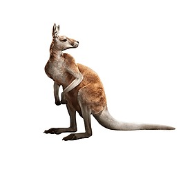 袋鼠免扣透明png元素