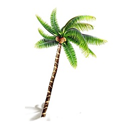 椰子树png免扣元素