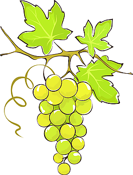 手绘青色的葡萄插画葡萄与酒漂亮的葡萄酒素材卡通青葡萄与叶子西番莲