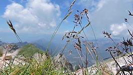 实拍小草云朵视频素材