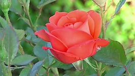 红色玫瑰花卉视频