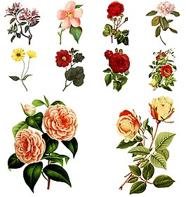 手绘复古花卉插画