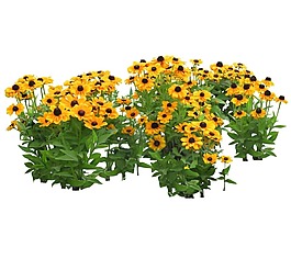 手绘黄色菊花元素