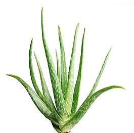 清新绿色芦荟元素
