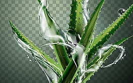 绿色水润的芦荟插画