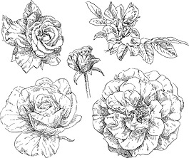 素描手绘花朵插画