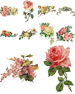 水彩绘植物插画