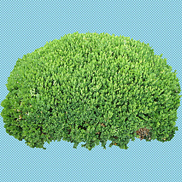 素材灌木树丛免抠png透明图层素材绿色灌木丛免抠png透明图层素材灌木