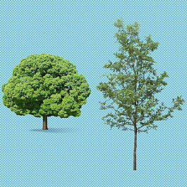 两棵参天大树图片_两棵参天大树素材_两棵参天大树模板免费下载-六