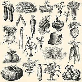 蔬菜素描设计图案