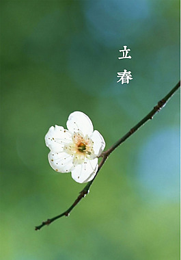 立春白色花朵H5背景素材