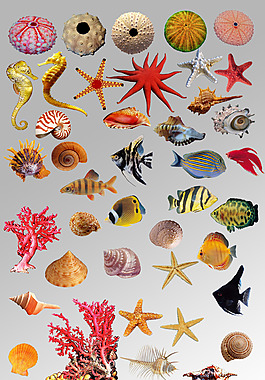 海洋生物卡通鱼插画