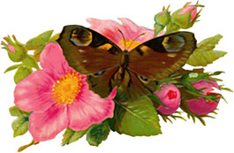 唯美花朵素材图片