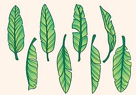 植物叶子矢量素材