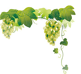 手绘绿藤葡萄元素
