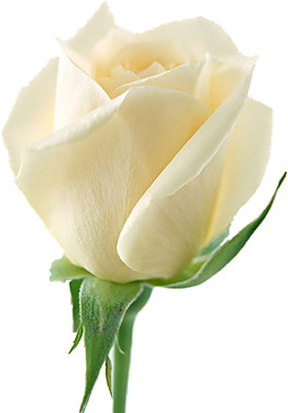 一朵白玫瑰素材图片