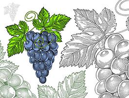 葡萄水果矢量素材