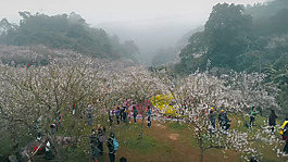 梅花节航拍