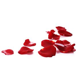 花瓣 红玫瑰 散落花瓣