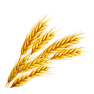 麦穗