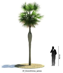 南北棕榈模型素材