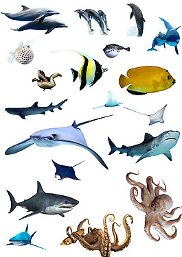 深海生物图片 深海生物素材 深海生物模板免费下载 六图网