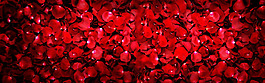 红色玫瑰花花瓣淘宝全屏banner背景