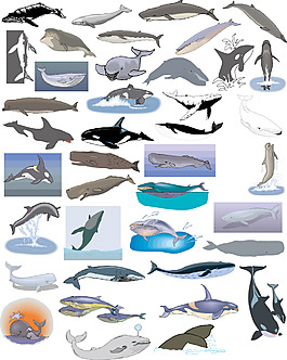 海洋动物卡通图案