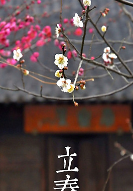 粉色桃花立春H5背景素材