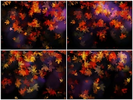 植物鲜花素材视频素材