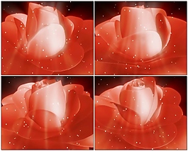 植物鲜花素材视频素材