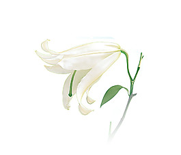 简约百合花朵图案元素