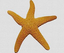 黄色海星免抠png透明图层素材