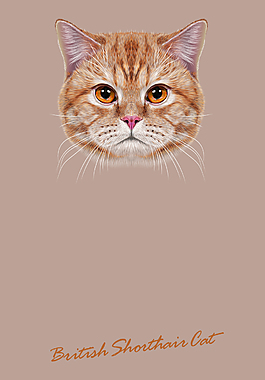 逼真猫咪头像海报背景素材