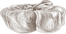 素描南瓜矢量手绘蔬菜