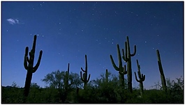 仙人掌动态视频素材