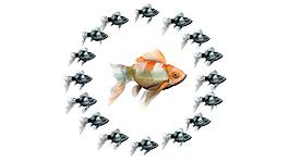 红色金鱼合成高清素材