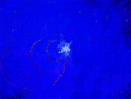 蓝莲花视频素材