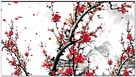 水墨梅花不同景别视频素材