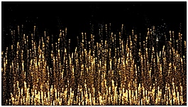 金色烟花绽放视频素材