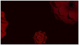 婚礼花朵中国红视频素材