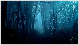 通话蓝色森林视频素材