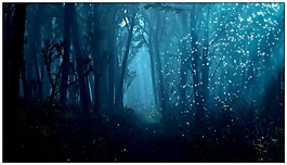 梦幻蓝色森林视频素材