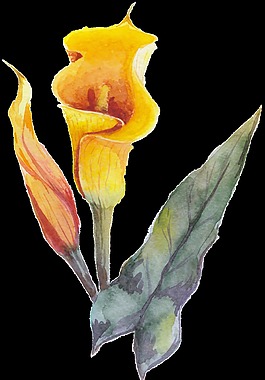 透明水彩花图片 透明水彩花素材 透明水彩花模板免费下载 六图网