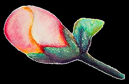 水墨画含苞待放花朵透明装饰素材