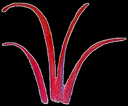 红色小草透明装饰素材