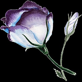 透明水彩花图片 透明水彩花素材 透明水彩花模板免费下载 六图网