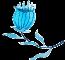 罂粟花盛开透明水彩手绘花朵装饰素材